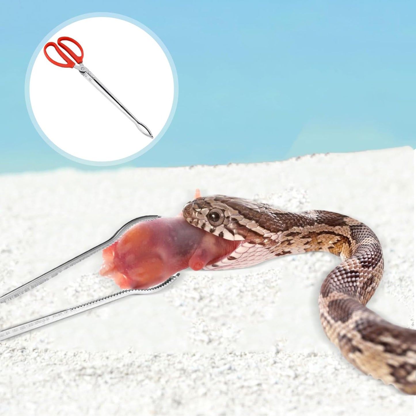 Snake Feeding Tongs - Curved Mouth | 38cm