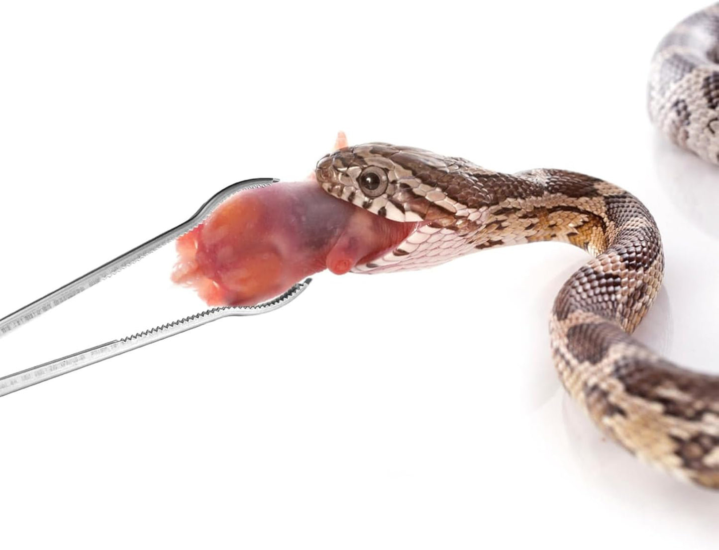 Snake Feeding Tongs - Curved Mouth | 38cm